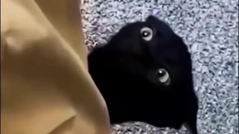 That cat is really black
