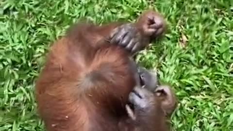 Orangutan Vs Sunglasses