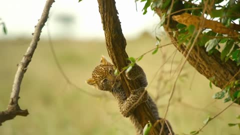 Leopard cubs learn how to escape a hyena! 🐆 Serengeti II - BBC