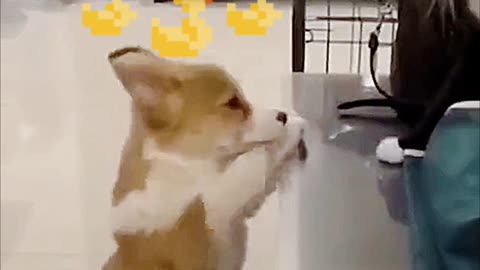 Cutest Brawl: Doggo Vs Kitty | A Must See 2023