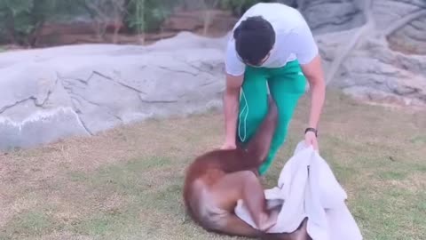 Naughty Chimpanzee Playing With A Boy