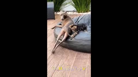 Dog- beware! Compilation of funny cats and dogs for a good mood!