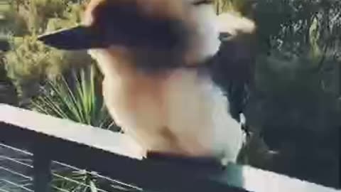 Adorable Baby Kookaburra Demonstrates it's Signature Laugh