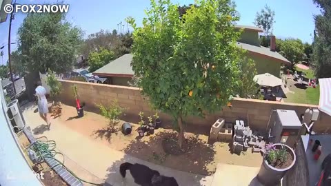 When Bear Attacks Get Caught on Security Cameras #2