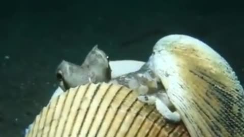 The frightened octopus uses the shell as a defensive shield from approaching scuba divers
