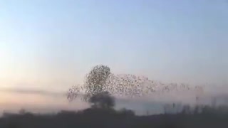 Saturn Vortex Starlings / Occultscience101