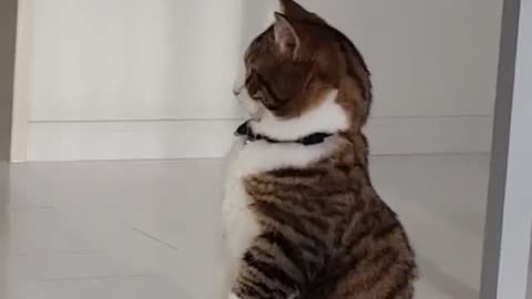 Cute Kitty Likes to Balance on Back Legs