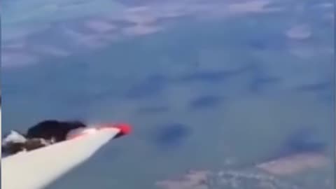 Bald eagle vs plane