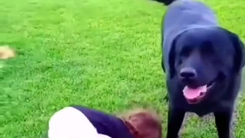 funnyvideos#cute#dog