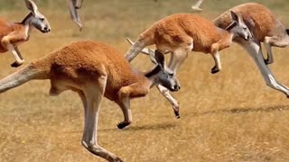 How Kangaroos Are Incredibility Fast