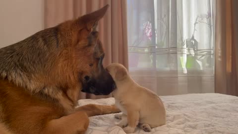 A German Shepherd Loves a Tiny Puppy