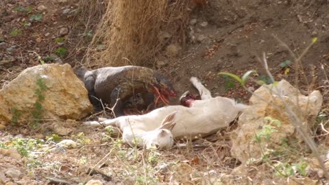 Komodo Dragon Feeds on Goat