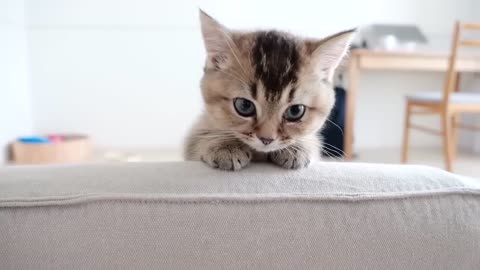 The kitten who is interested and appealing is too cute