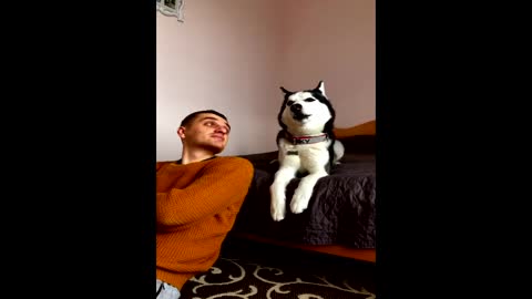 Husky is guilty and asks for forgiveness from the owner