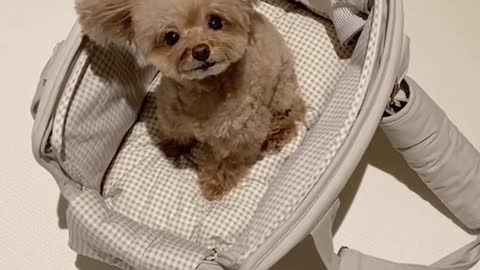 What do you want #킴미소 #이아라 #toypoodle #fyp #foryou #cutepuppy #dog #틱톡 #tiktok #meme