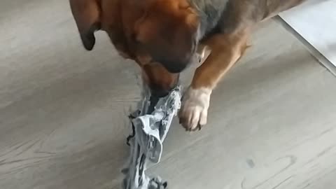 Cute dog playing with an old sock