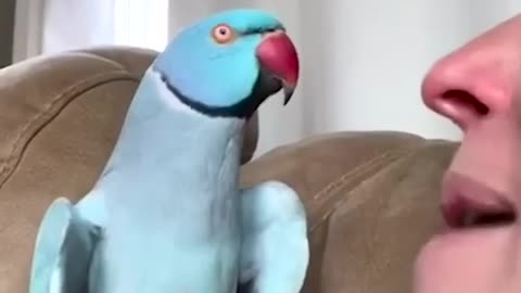 Talking Parrot Interacts Adorably With Owner