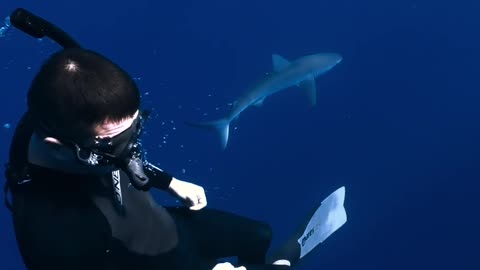 Diver swimming with a shark underwater