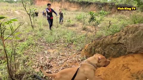 Brave pit-Bull dog and Hunter catches 20 king cobras from one place