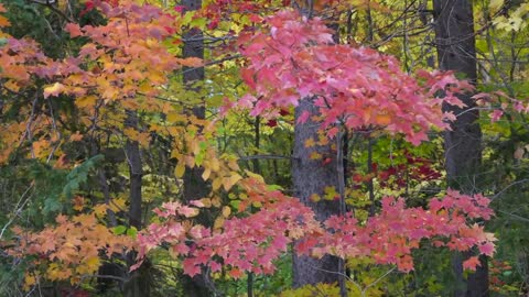 New England Fall Colors Road Trip_ Kancamagus Highway, Stowe, Sleepy Hollow(00h15m08s-00h17m17s)