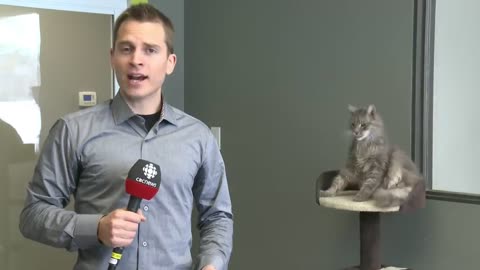 reporter interrupted by catا