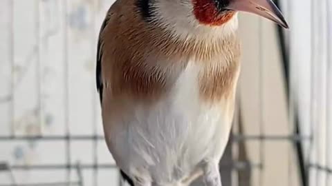 Goldfinch twittering