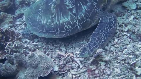 Coral Reef Life_ How Turtles and Fish Coexist in the Ocean