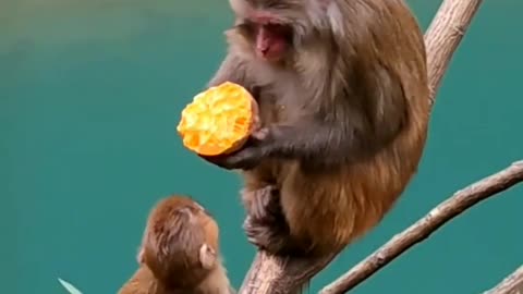 Monkey Very Hunger