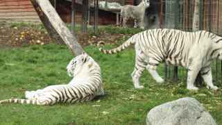 white tigers