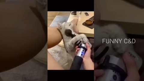 Funny cat video