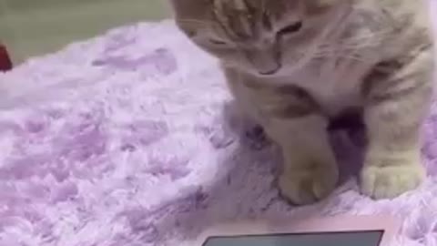 Watch the cute cat playing on the phone