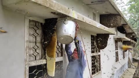 Harvesting Honey - Bee Master in Taiwan Sarvaivel Rad