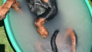 Rottweiler Pup Living His Best Life