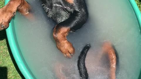 Rottweiler Pup Living His Best Life