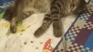 Cute cat playing