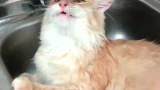 Cat hangs out in the sink