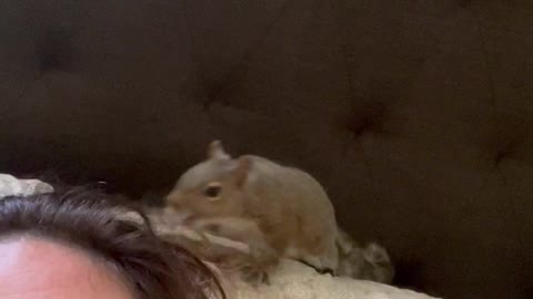 Squirrel Pulls at Persons Hair