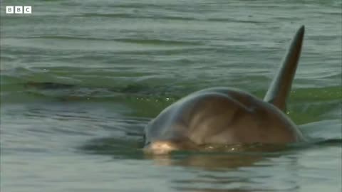 Hours-Old Baby Dolphin Learns to Swim | Puck's Story Part 3 | Dolphins of Shark Bay