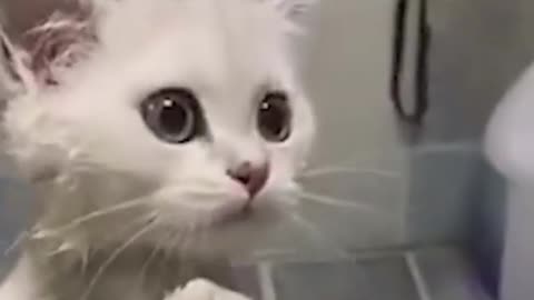 Funny cute kitten fails while taking bath