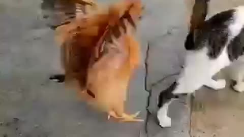 Funny Cat With Hen 😂🤣