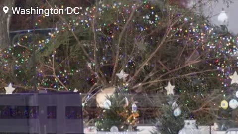 The National Christmas Tree Fell Over - They Chose a Tree that Falls Down Like Biden 🤣😂