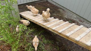 Chicks and their ramp