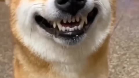 Cute dog smile cute dog smiley face