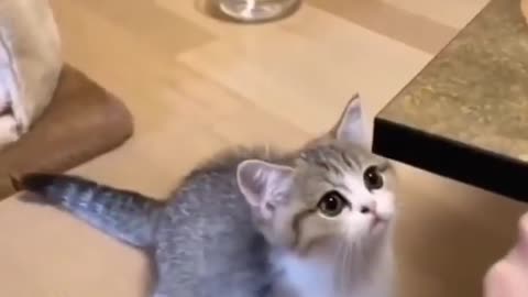 #shorts #Tiktok #Cat #funny #cute #Cats #Catmeowing #cutecats #meowsounds #kittyvideos #meowvideos