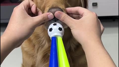 That's how dog noses work