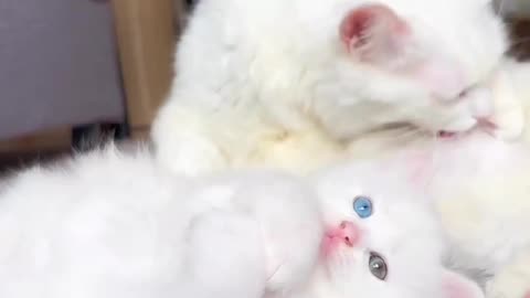 Cute cat cuteness
