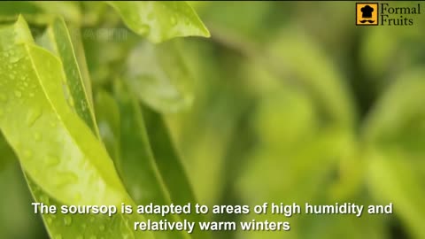 Awesome Soursop Fruit Farm and Harvest - Soursop Cultivation Agriculture Technology