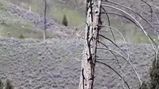 2 Bears Climb a Tree To Avoid Wolves