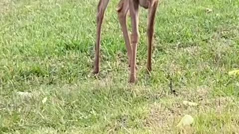 Dancing deer