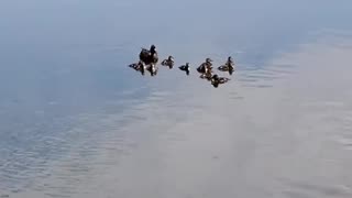 Duck and ducklings floating in peaceful isolation